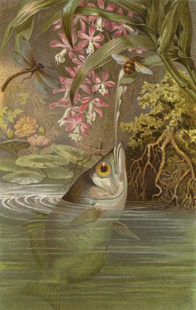 Pesce arciere da European School